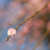 桜じゃないよ、ウメの花。