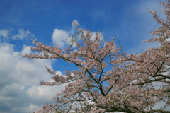 青空とサクラ