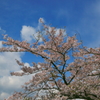 青空とサクラ