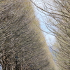 並樹