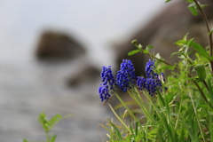 湖岸のムスカリ