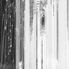 竹林の小径
