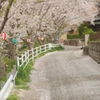 sakura11