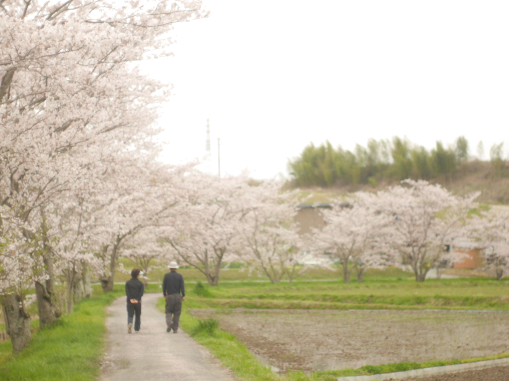 sakura2