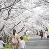 お花見６