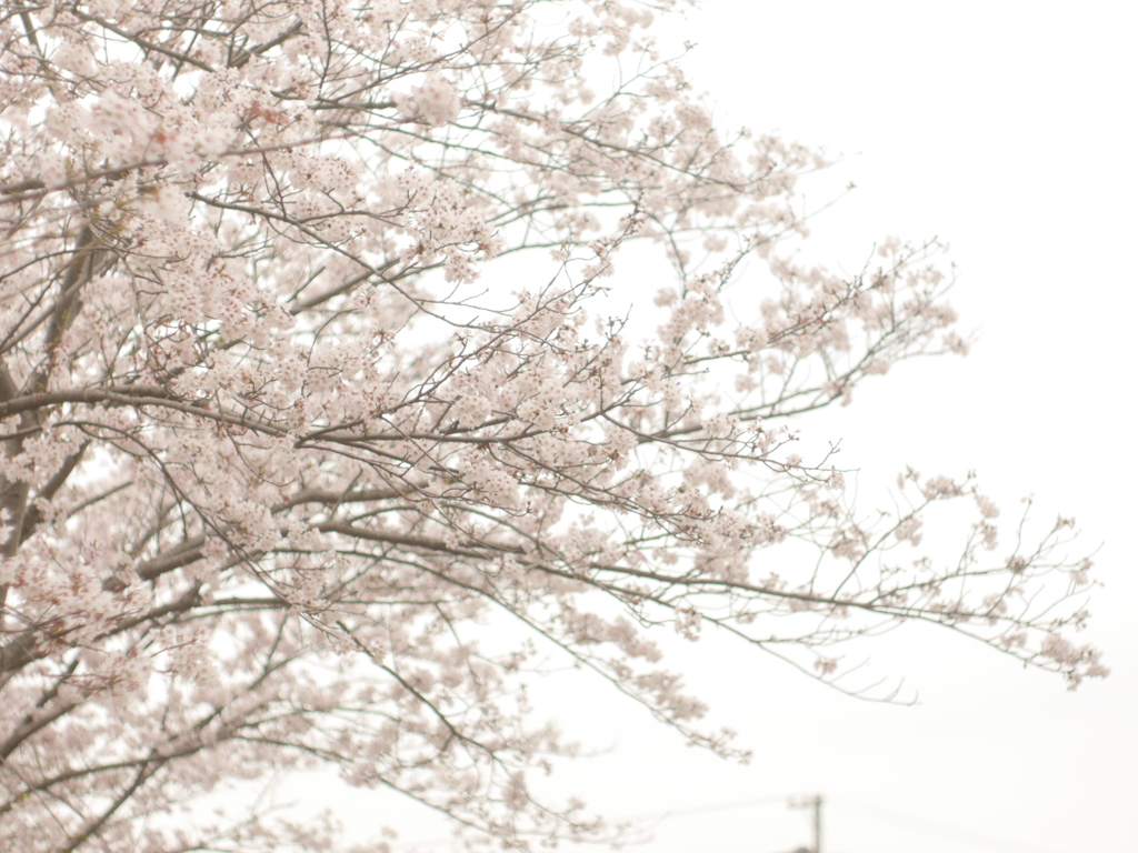 sakura3