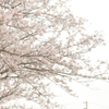 sakura3