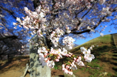 桜２
