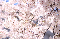 sakura2