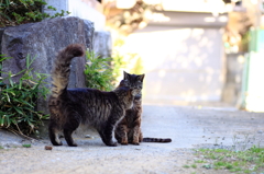 我が家の猫２