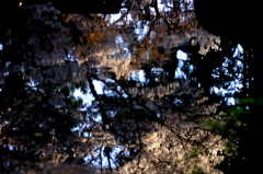 桜覗く