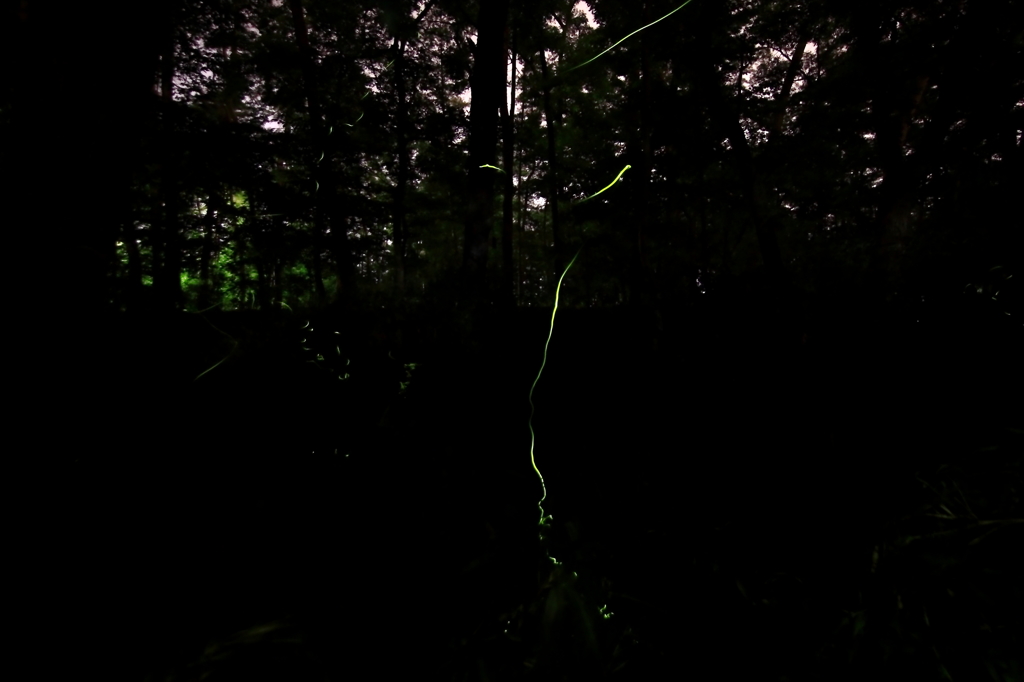 蛍の世界２