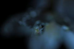 水玉の世界２