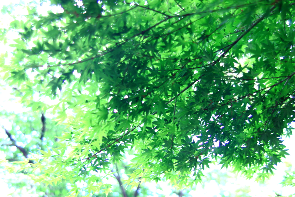 もみじ