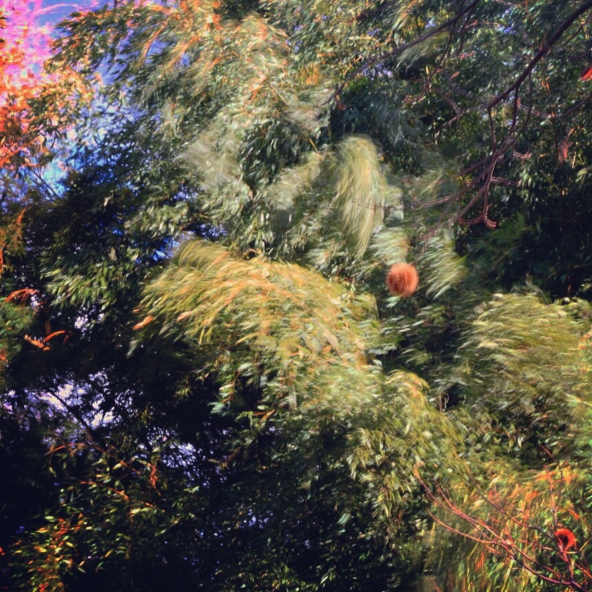 風邪の強い中栗は頑張る