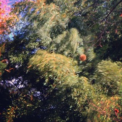 風邪の強い中栗は頑張る