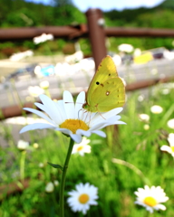 一輪の花２