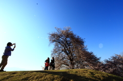 桜５