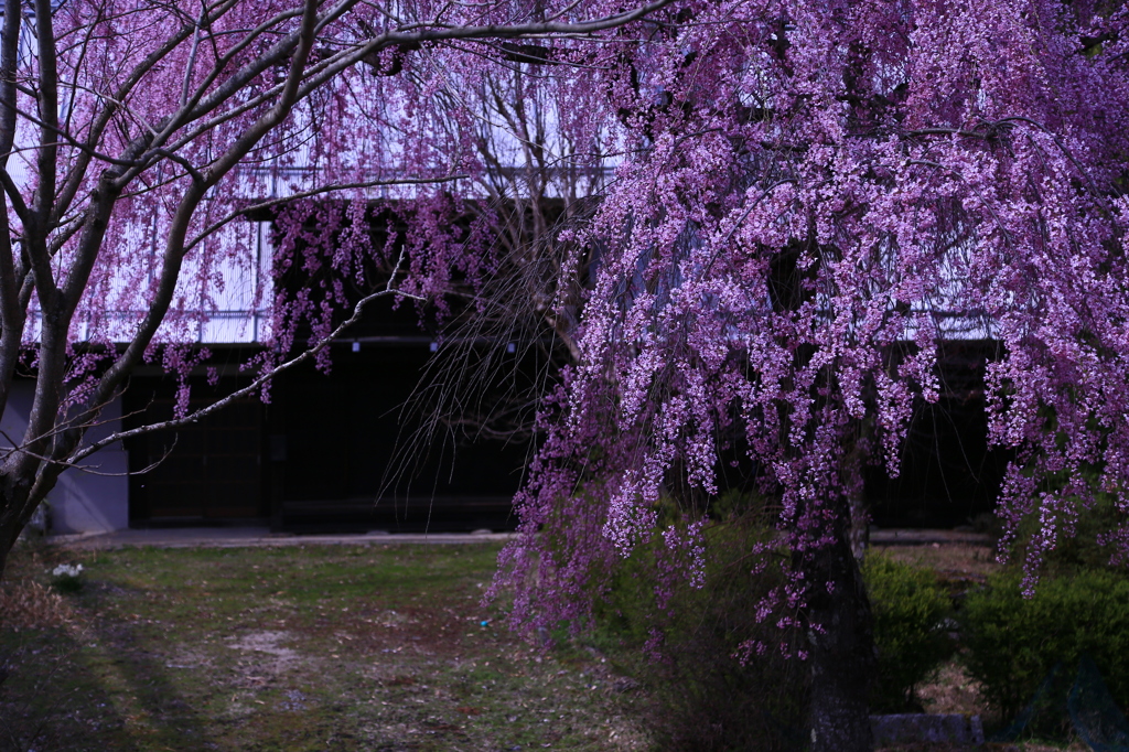 桜道しるべ