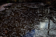 散り行く桜