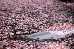 雨桜