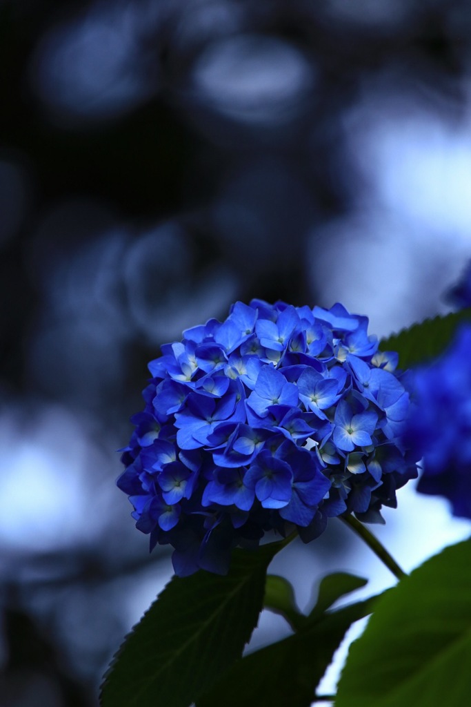 梅雨入り。