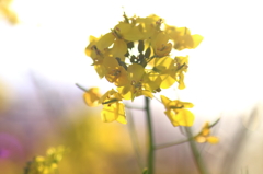 菜の花
