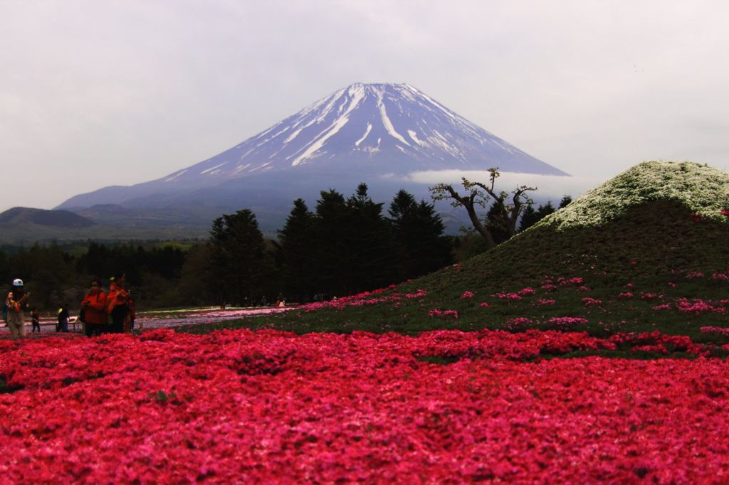 富士芝桜