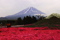 富士芝桜