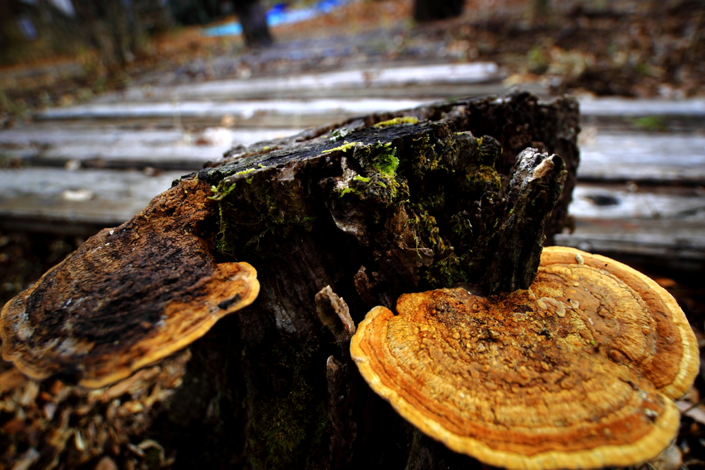 切り株から、キノコ