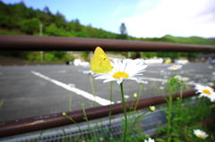 一輪の花