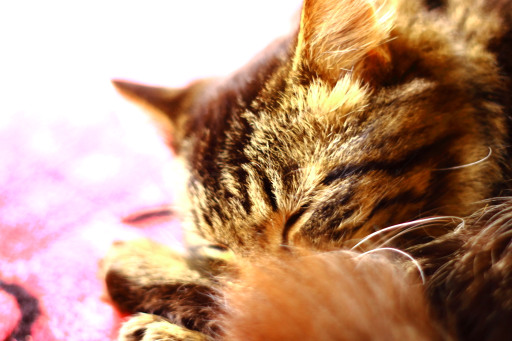 我が家の猫３