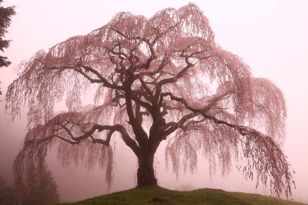 幻霧桜