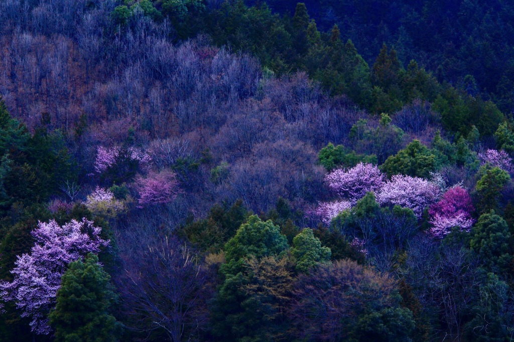 山桜