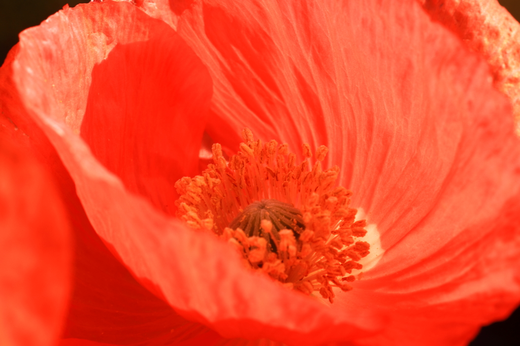 開花