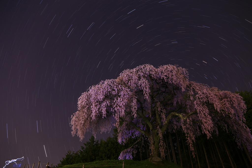 神間桜