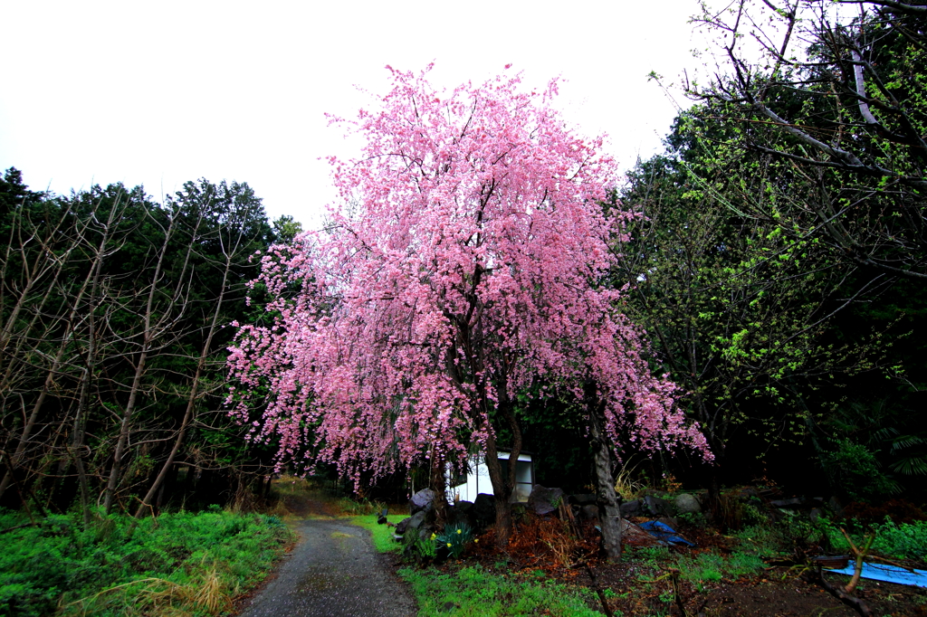 枝垂れ桜