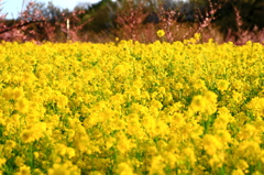 菜の梅
