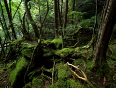 森の住民達２