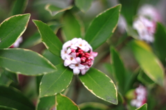 青柳さん家の花