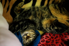 我が家の猫シリーズ