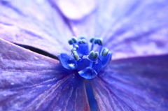 潤い紫陽花