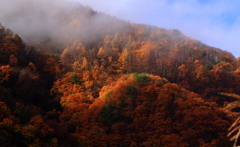 光景秋