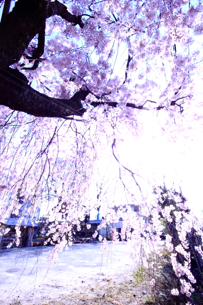しだれ桜の中から失礼します。