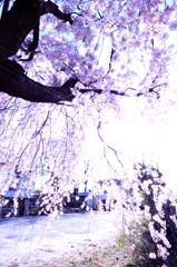 しだれ桜の中から失礼します。