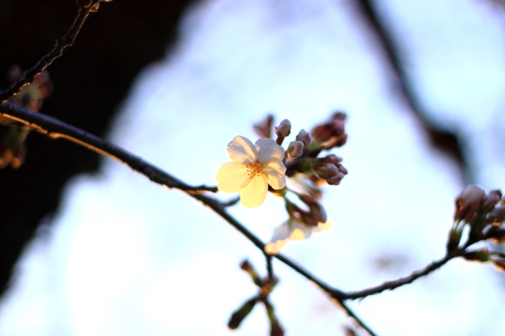 夕陽に染まる桜３