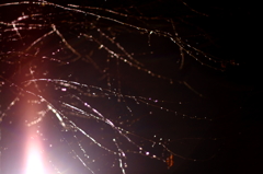 雨に濡れる桜の木2