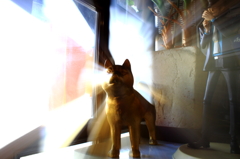 ハチ！！！
