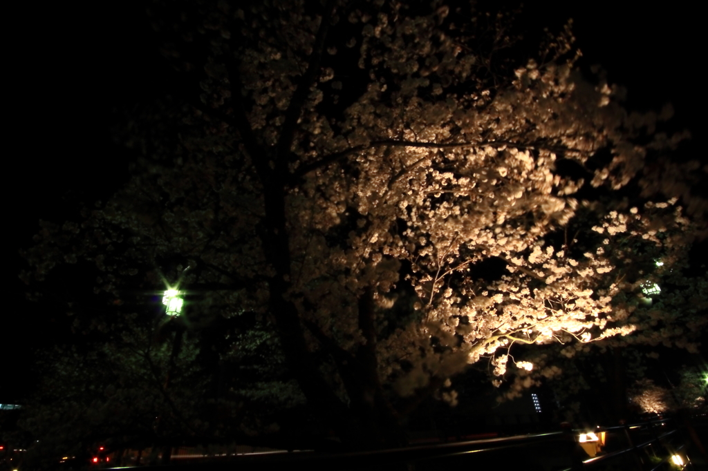 夜桜１