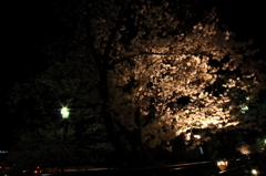 夜桜１